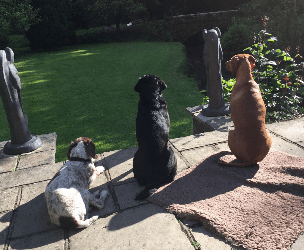 Three dogs looking out over a lawn