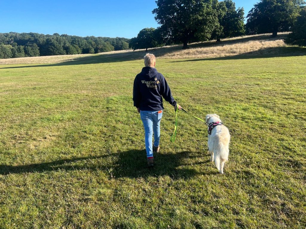 Boarding Dog Walking in the park